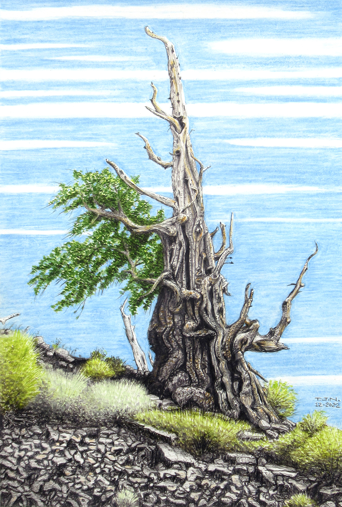 Ancient Bristlecone Pine 2 on White Mountain, California