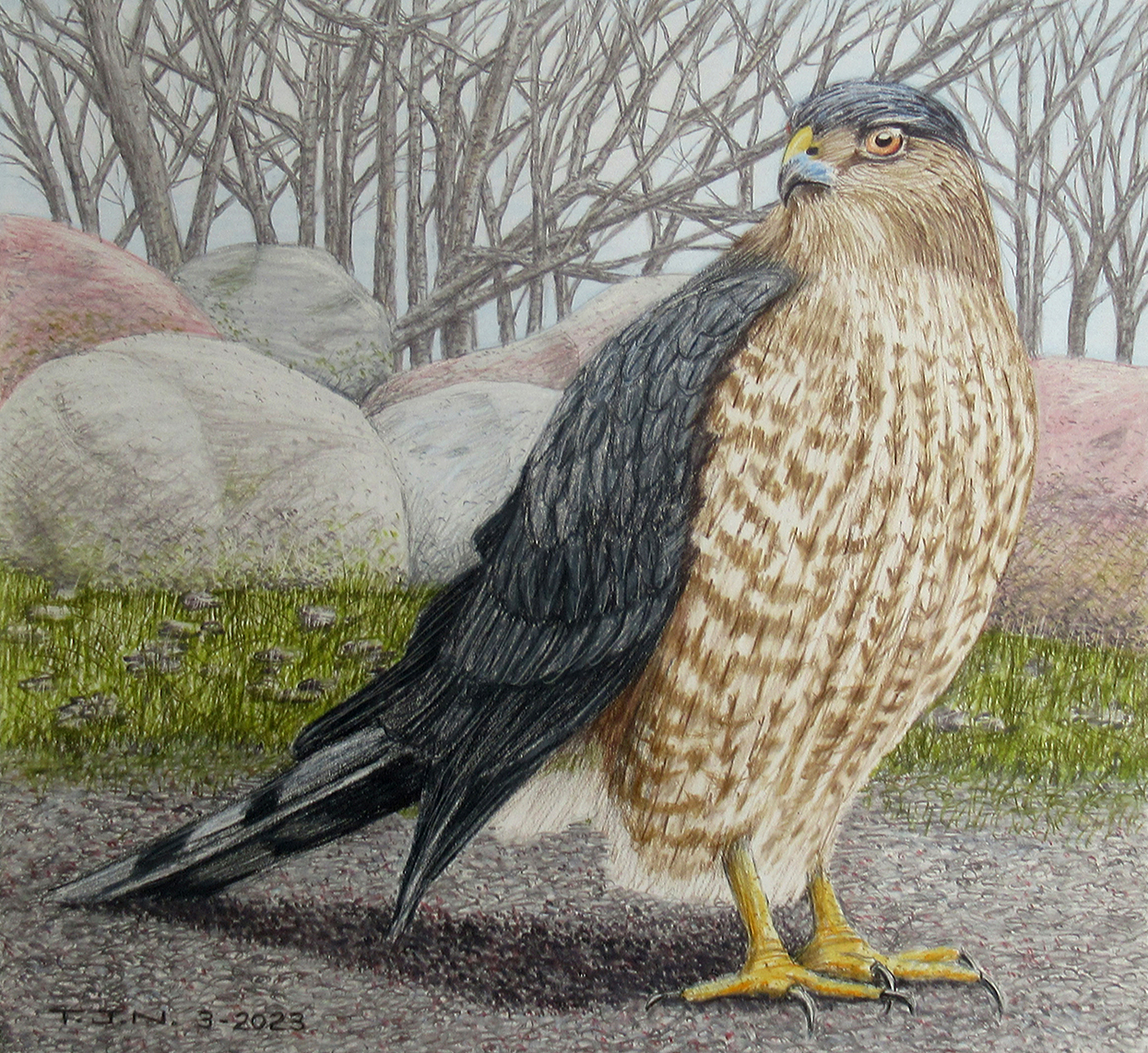 West Michigan Merlin Falcon