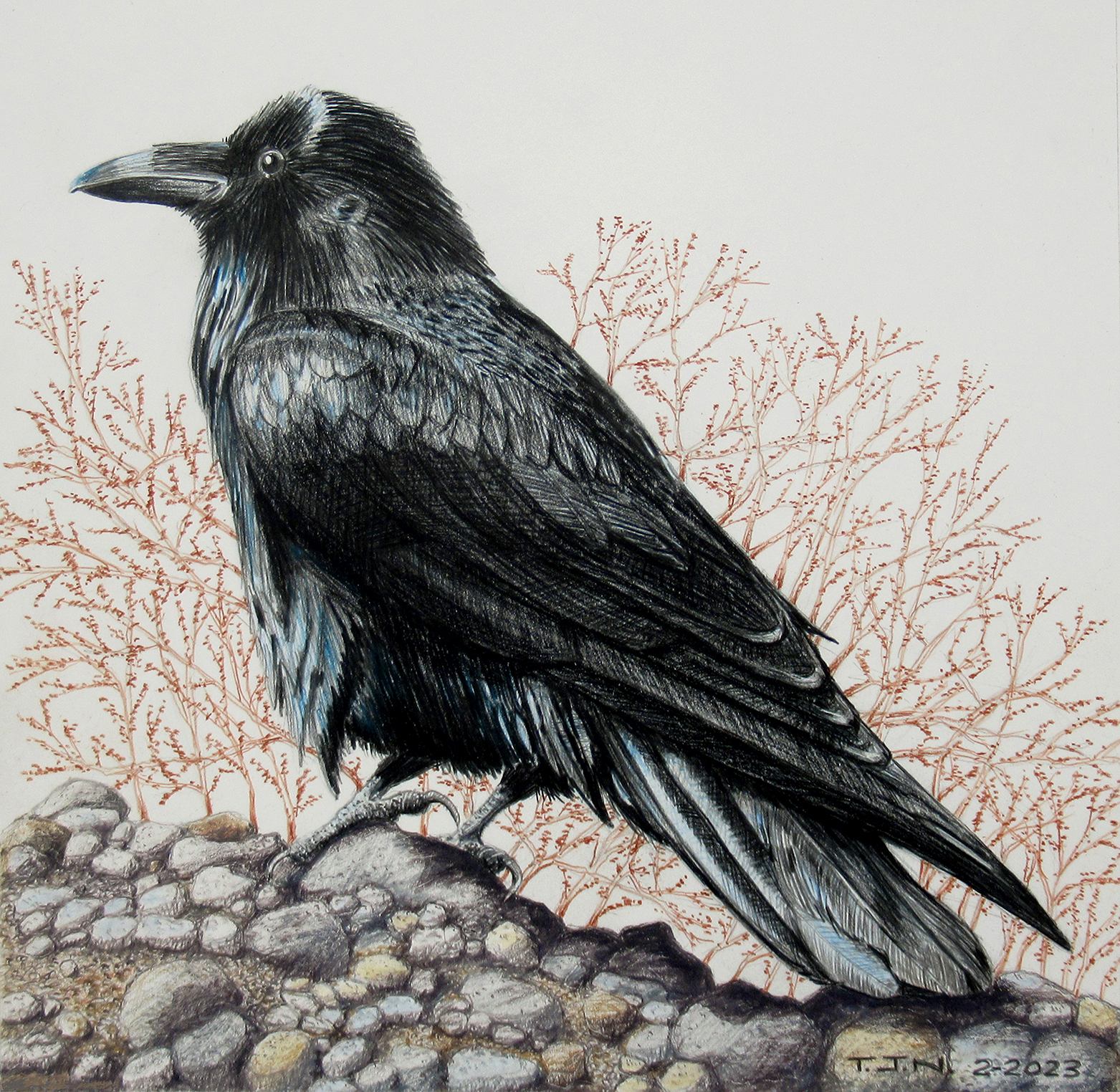 Raven on the Mendocino, California Shore